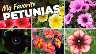 Comparing Petunias Side by Side and New Exciting Varieties [upl. by Stempien931]