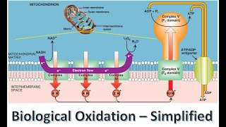 Biological Oxidation  Electron transport Chain [upl. by Yemirej]