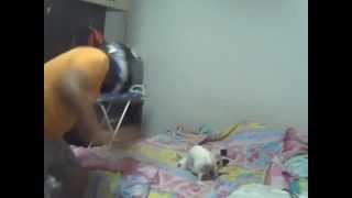 Mi Perro Bailando El Harlem Shake My Dog Does The Harlem Shake [upl. by Coleman]