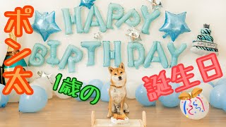 豆柴ポン太君 誕生日をケーキと歌で祝ってみました✨子供のお祝いの歌も微妙な顔をしながら聞いてくれました！ [upl. by Byler]