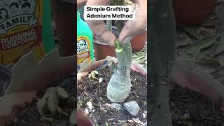 Adenium Grafting MethodGrafting Technique plants adenium gardening shortsvideo grafting [upl. by Emmons604]