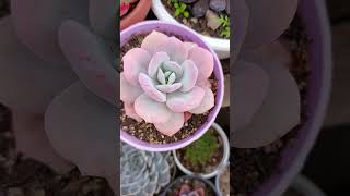 Hermosa ECHEVERIA Cream Tea [upl. by Otineb]