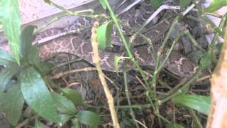 Rattlesnake Mating on a Porch in Peoria Arizona [upl. by Arriec119]