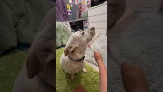 Brushing my dog with a paint brush dog pet brush paintbrush funny funnydog animalhumor [upl. by Merth]