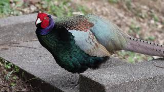 キジの地鳴き The small bleat of Phasianus versicolor [upl. by Aiyot]