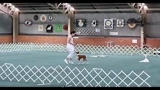 Basenji at Dances with Dogs trial  Oringo performing Intermediate freestyle routine [upl. by Simonne]