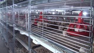 Kutlusan Broiler Cages [upl. by Ytsenoh]