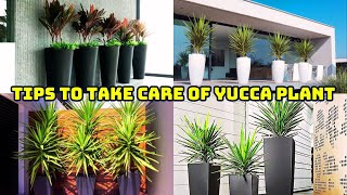 How To Take Care Of Your Yucca Plant Yucca Plant Care Tips [upl. by Ahsinnek]