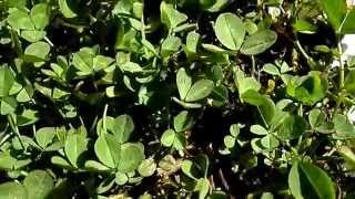 Nature Insights  White Clover and Hydrogen Cyanide Production [upl. by Denyse]