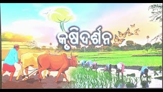 Krushi Darshan  କୃଷି ଦର୍ଶନ  Phone in live  25th Oct 2024600 pm [upl. by Roe134]