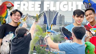 FREE FLIGHT WITH MURILLO BROS  AVIARY TOUR [upl. by Shelton]