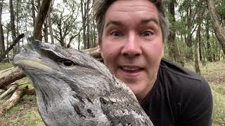 Manninghams Backyard Biodiversity Tawny frogmouth [upl. by Riella347]