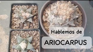 ARIOCARPUS RETUSUS  CACTUS  CUIDADOS Y CULTIVO [upl. by Ecydnak]