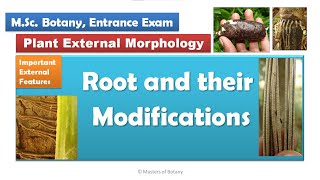 Angiosperms External Morphology  Roots and their Modifications  BSc and MSc Botany [upl. by Ahsinik]