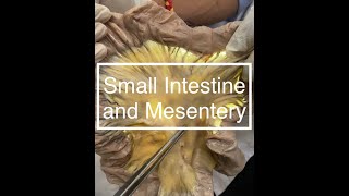 Small Intestine and Mesentery Dissection [upl. by Aurthur846]