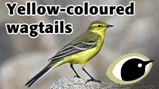 BTO Bird ID  Yellowcoloured wagtails [upl. by Gambell]