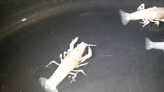 craylings of ghost clarkii lobster 1 month old [upl. by Rissa964]