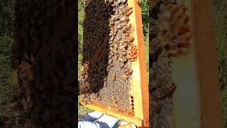 Apivar Strips Eliminate Varroa Mites in Beehive shorts [upl. by Alenson]