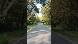 Chilapata Forest junglesafari wildlife greenery longdrive northbengal [upl. by Liatnahs]