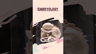 What Is EMBRYOLOGY EMBRYOLOGY Definition amp Meaning [upl. by Drucilla]