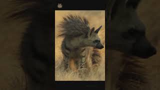 Aardwolf  The TermiteEating Hyena shorts wildlife animalshorts africananimals aardwolf [upl. by Cranford]