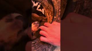 dog gecko doggecko cleargecko BeBe video videoviral viral viralvideo reelsfbviral reels [upl. by Anewor]