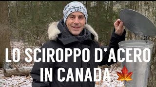 Come fanno lo Sciroppo D’Acero in Canada “Maple Syrup” [upl. by Auhesoj325]