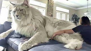 The BIGGEST CAT BREEDS In The World [upl. by Bow]