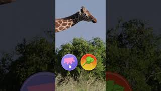 Discover the World of the GIRAFFES 🦒 [upl. by Hanway424]