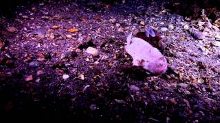 flounderandfrogfish [upl. by Helge]