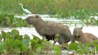 Fauna y Animales de Tigre y Delta del Paraná  Buenos Aires  Argentina  wwwtigretienetodocomar [upl. by Kai]