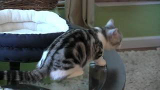 American Shorthairs Day One [upl. by Hgielanna]