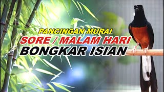 🔴 LIVE 126  pancingan SORE  MALAM HARI 100 bikin MURAI BATU GACOR bongkar isian Cililin gacor [upl. by Cherri]