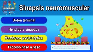 Sinapsis neuromuscular  Sinapsis neuronal  Sinapsis neuromuscular fisiología [upl. by Miguela]