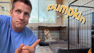 Will he come out of his crate 😳 Pumpkin Pupdate LIVE 🔴 [upl. by Natie]