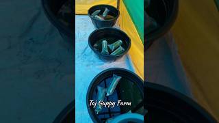 Unboxing Guppies Adding Them to Their New Tank 🥰 guppies guppylove guppyfish guppycare shorts [upl. by Aivartal]