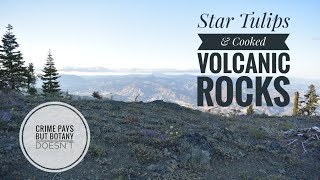 Rare Star Tulips amp Cooked Volcanic Rocks [upl. by Aliuqat]