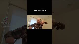 Flop Eared Mule Trad played by Derek Wilson [upl. by Monro851]