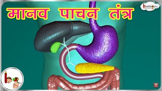 फेफड़े में बलगम कैसे बनता हैं  how mucus produce in lungs [upl. by Tzong]