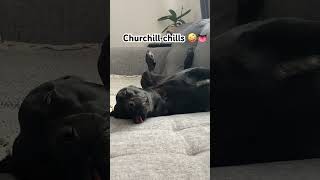 Churchill chills dog music puppy [upl. by Stila]