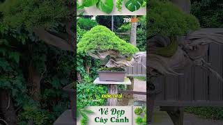 Bạn nghĩ sao về vẻ đẹp của cây bonsai Kimura này bonsai shorts kimurabonsai [upl. by Sykes674]