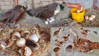 Hen Hatching 5 Peacock Eggs  Peacock New Barn Colourful Baby  Peacock Hatching And Laying Eggs [upl. by Alejandro370]