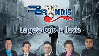 Grupo Bryndis  La gata bajo la lluvia Video Lyrics 360° [upl. by Keily]