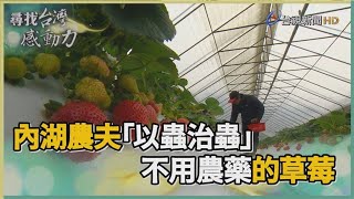 尋找台灣感動力不用農藥的草莓 內湖農夫以蟲治蟲 [upl. by Nauh]