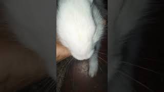 rabbitlifestyle rabbitfarming rabbitfood rabbitry youtubeshorts [upl. by Leoy]