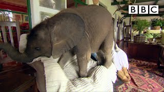 Baby elephant causes havoc at home  BBC [upl. by Anaujnas]