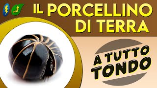 Il Porcellino di terra a tutto tondo ⚡ [upl. by Korney]