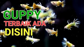 INTIP DAN KASIH MAKAN KOLEKSI GUPPY FAVORIT SAYA [upl. by Aiuqat]