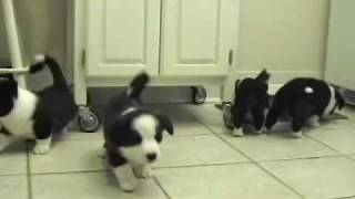 Herding the cat at 6 weeks old [upl. by Mozza]