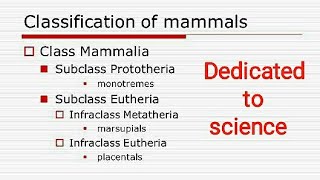 Prototheria metatheria and Eutheria with Examples [upl. by Reyaht]